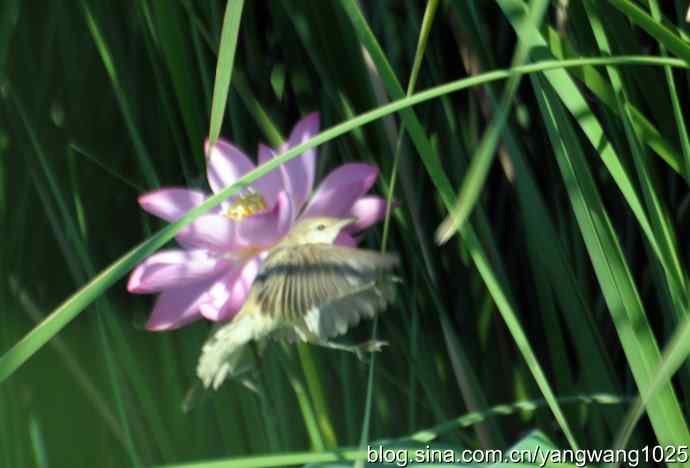 隐藏很深的大苇莺