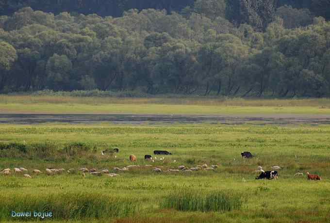 牛鹭两相伴 wbr景鸟一镜收 牛鹭两相伴 wbr景鸟一镜收
