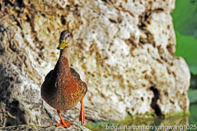 随拍野鸭 随拍野鸭