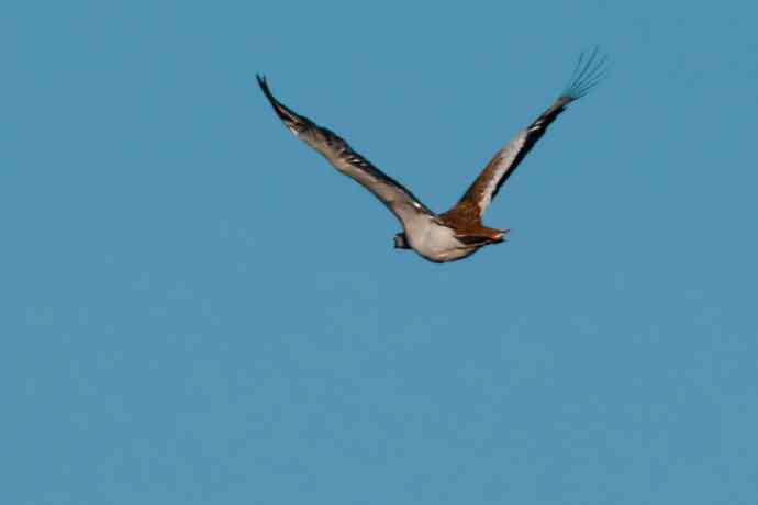 克旗草原 wbr邂逅大鸨