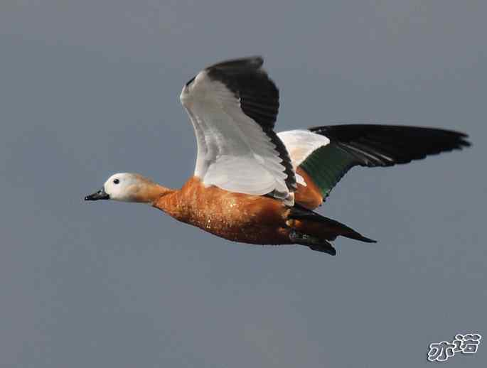 官厅水库&nbsp;wbr路&nbsp;wbr飞行的鸟儿