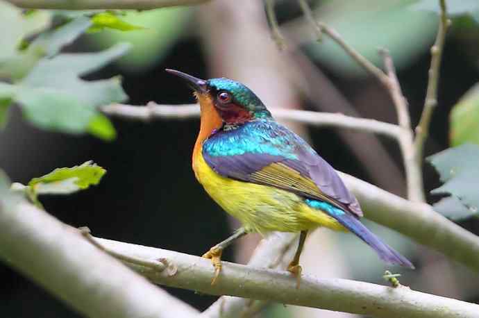 【版纳植物园三日 wbr新收获16种小鸟儿】 【版纳植物园三日 wbr新收获16种小鸟儿】