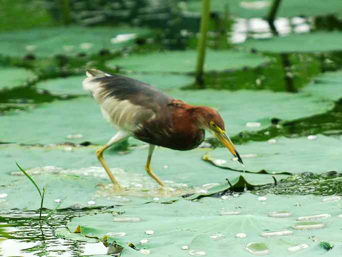 圆明园&nbsp;wbr路&nbsp;wbr荷塘深处觅食的池鹭
