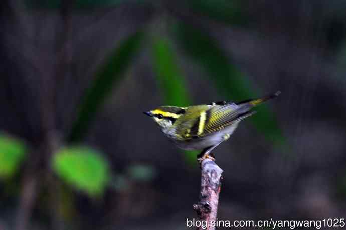 黄腰柳莺（10）