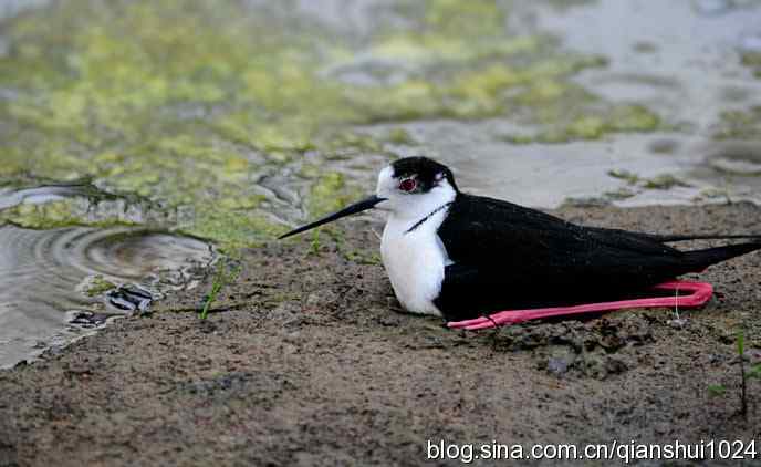 美丽优雅黑翅长脚鹬,就要当爸爸妈妈了