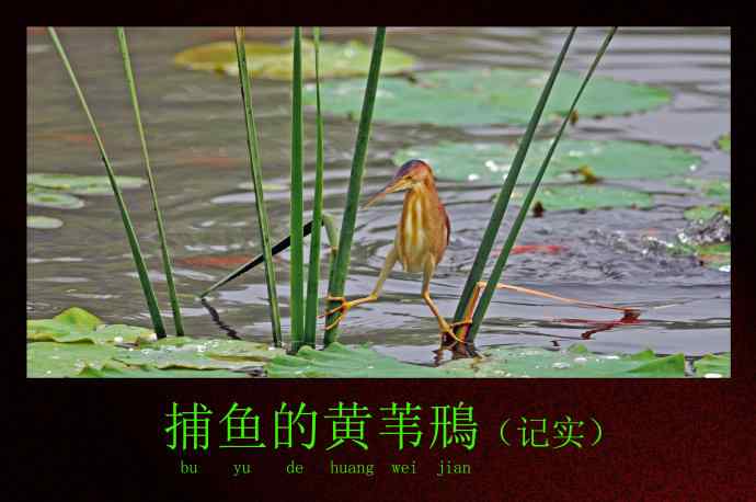 捕鱼的黄苇鳽（记实）1