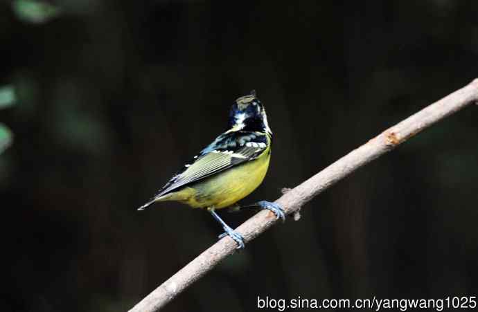 黄腹山雀（14）