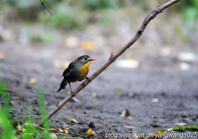 又遇相思鸟(1) 又遇相思鸟(1)
