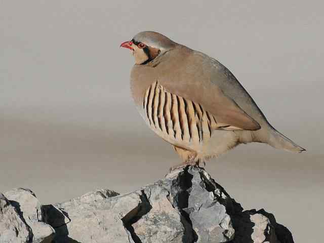 石鸡 wbr. wbr时机