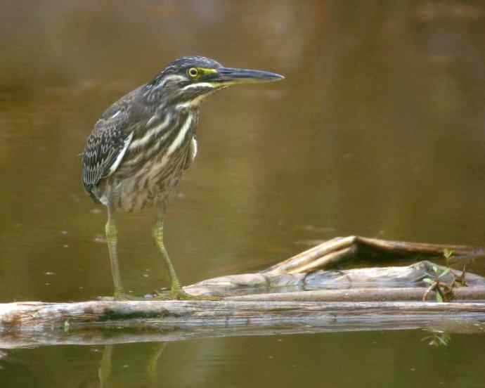 今天的收获－一只绿鹭