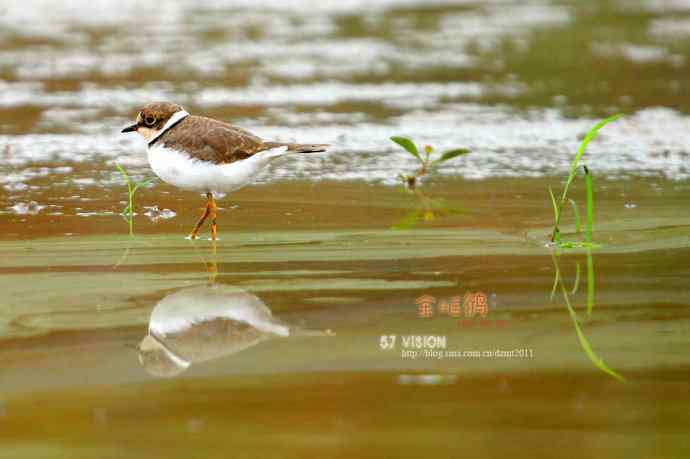 几张金眶鸻祝鸟友们国庆快乐