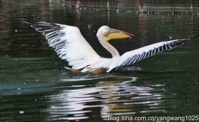 再拍大鹈鹕 wbr wbr1