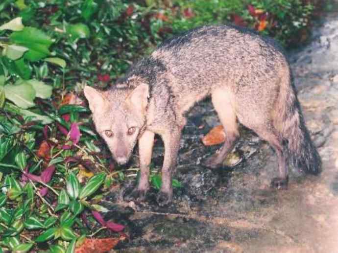 犬科：犬亚科小耳犬属的小耳犬
