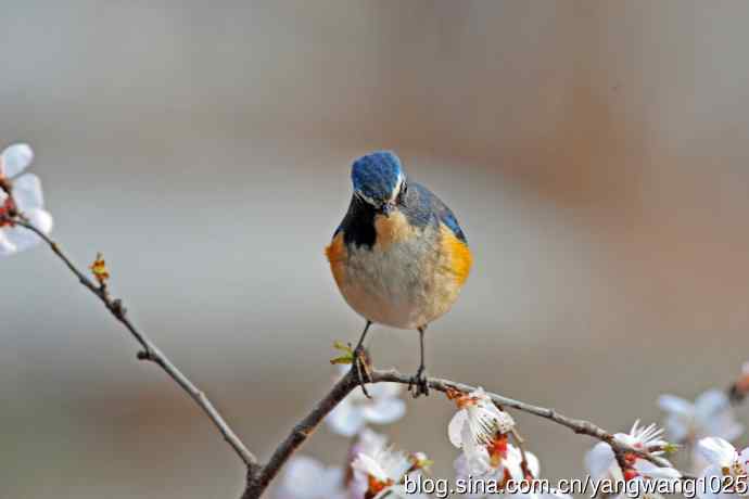 山桃花与雄性红胁蓝尾鸲