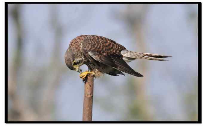 红隼享用甜点 红隼享用甜点