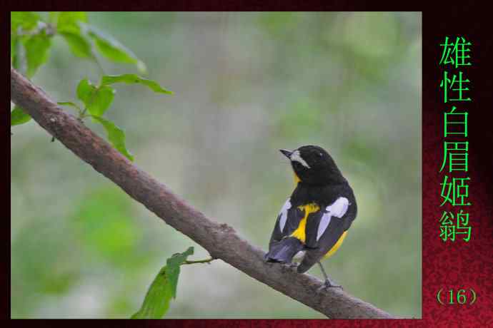 雄性白眉姬鹟（16）