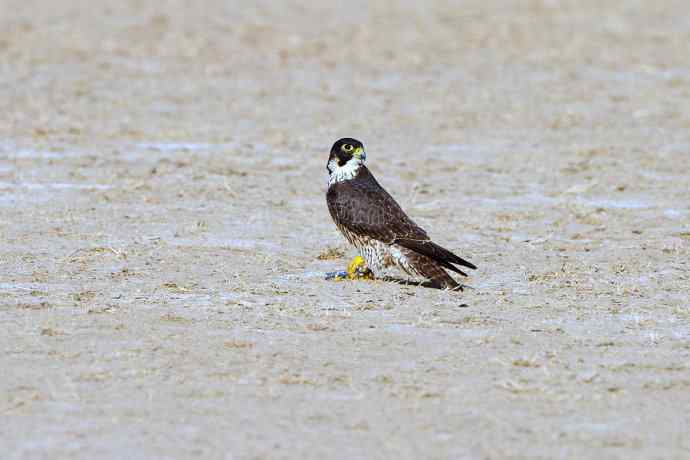 落地版游隼（摄于野鸭湖）