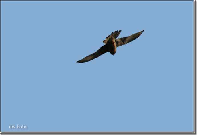 野鸭湖猛禽-红隼、短耳鸮、毛脚鵟 野鸭湖猛禽-红隼、短耳鸮、毛脚鵟