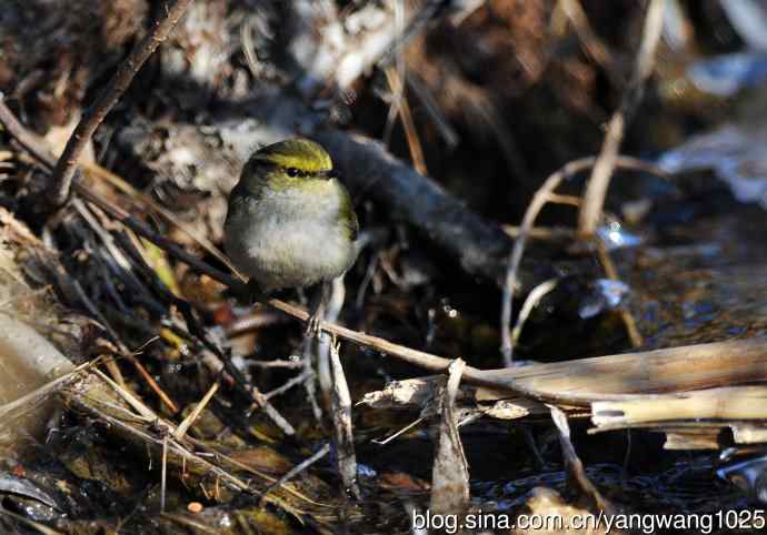 寻水喝的黄腰柳莺 寻水喝的黄腰柳莺