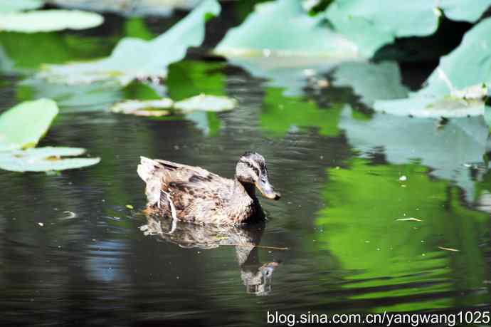麋鹿苑中绿头鸭