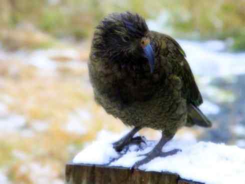 天生猎手:非猛禽类猎手之七 天生猎手:非猛禽类猎手之七