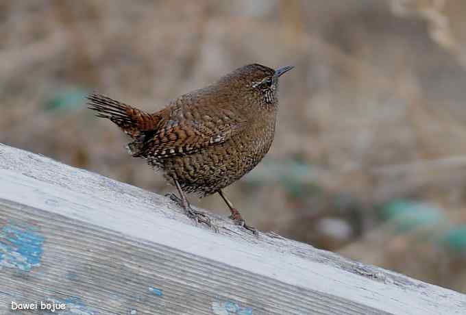 十渡几只鸟 十渡几只鸟