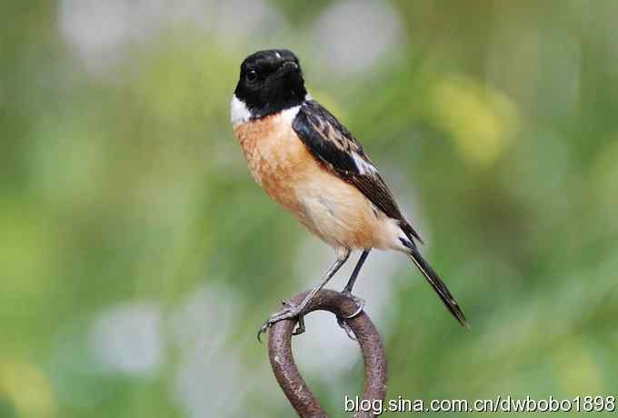 黑喉石鵖很厚道