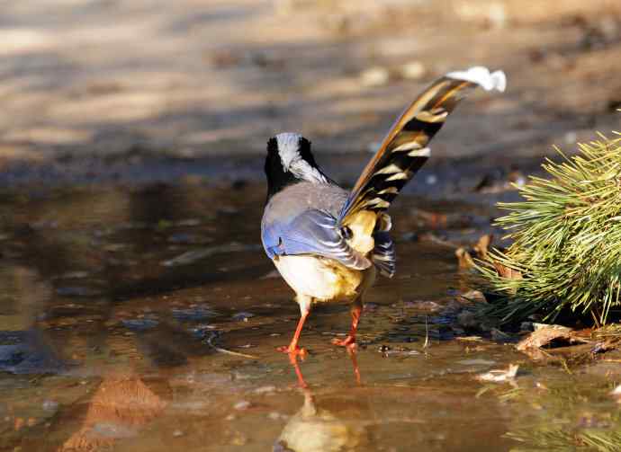红嘴蓝鹊（10）