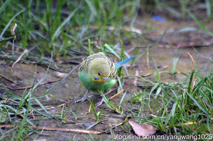 北京洼里南口的鸟类——短暂的自由（记出逃的虎皮鹦鹉）