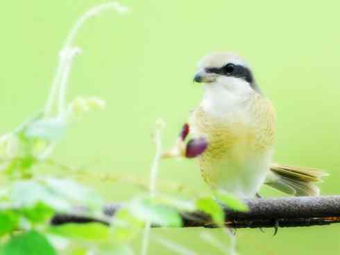 天生猎手：非猛禽类猎手之二（雀鸟也是屠夫——伯劳）