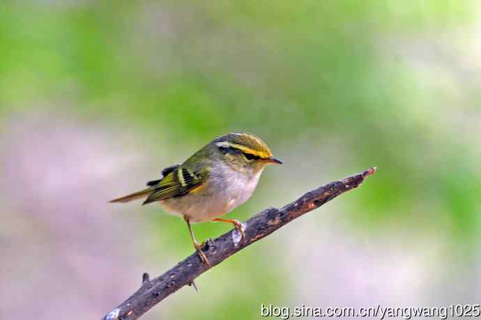 黄腰柳莺（21）