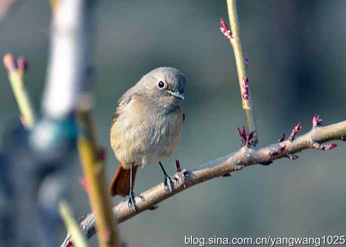 第一场春雨之后 wbr1 第一场春雨之后 wbr1