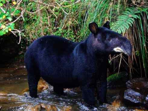 独角兽：传说的兽原型探秘（独角犀）