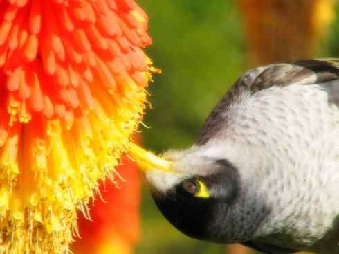 雀鸟也彪悍：鸟中恶霸（黑头矿鸟）