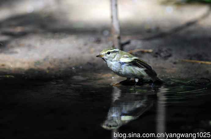 浴（黄眉柳莺）