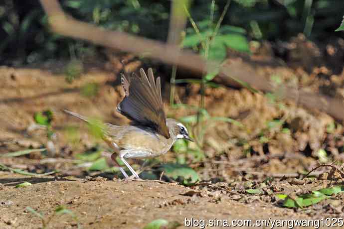 雄性红喉歌鸲（21）