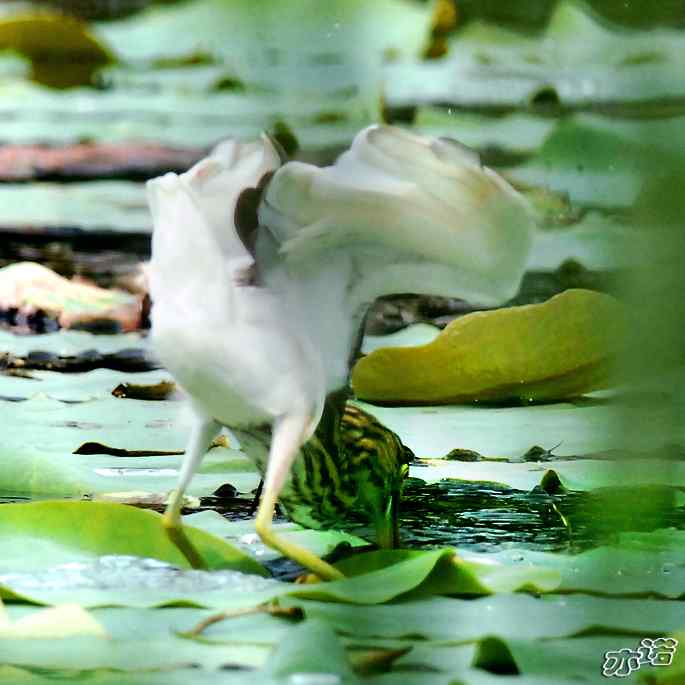 圆明园&nbsp;wbr路&nbsp;wbr池鹭抓大鱼