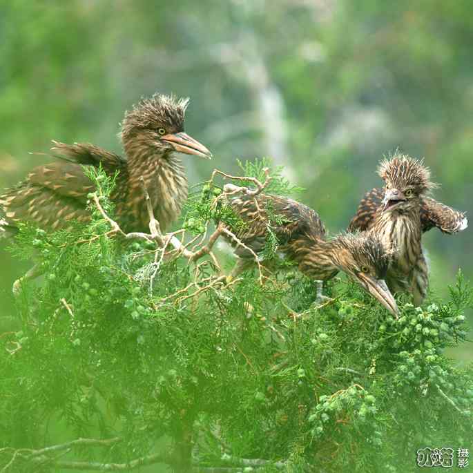 小白鹭与小夜鹭 小白鹭与小夜鹭