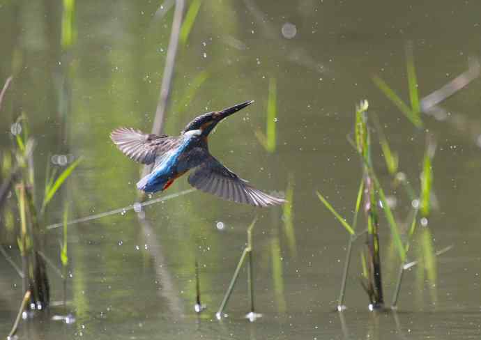 220.可爱小翠--飞姿图