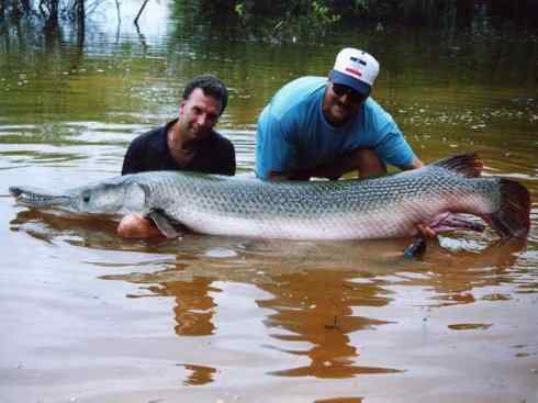 鱼类活化石：鳄雀鳝