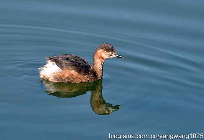 颐和园的收获（小PT）