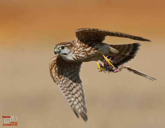 官厅水库 wbr路 wbr灵动的灰背隼 官厅水库 wbr路 wbr灵动的灰背隼