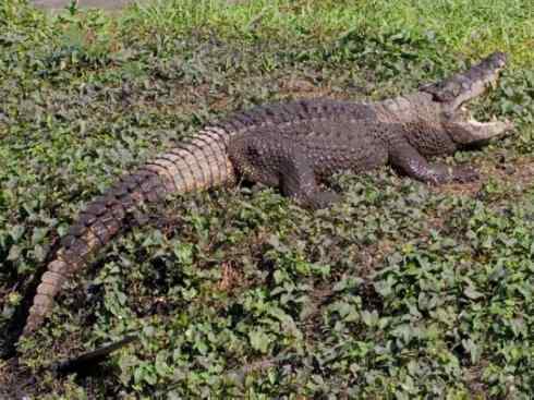 龙：传说的兽原型探秘（鳄类）