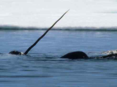 独角兽：传说的兽原型探秘（独角鲸）