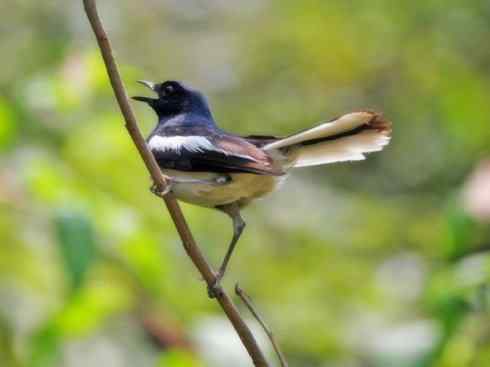 雀鸟也彪悍：谁怕谁（鹊鸲）