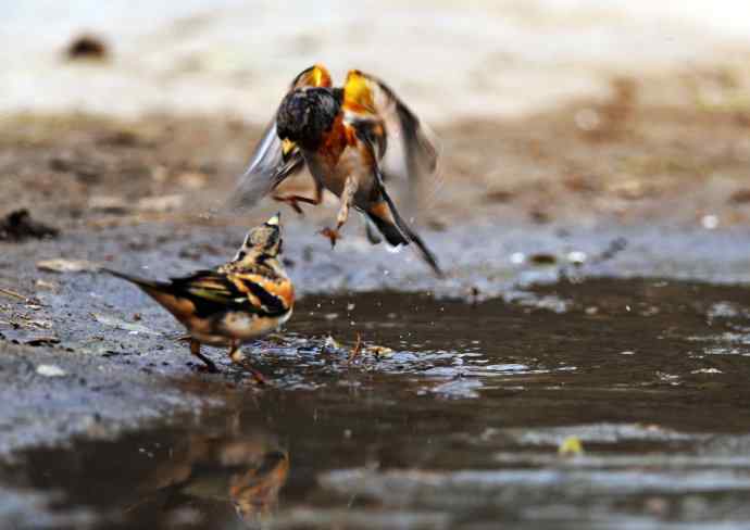 北京天坛公园的鸟类——洗浴与争斗