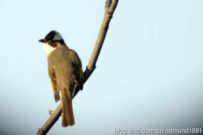 崇明东滩湿地公园十一月鸟况-望远镜打鸟