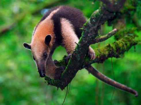 盘点十二大著名食蚁动物:食蚁兽 盘点十二大著名食蚁动物:食蚁兽