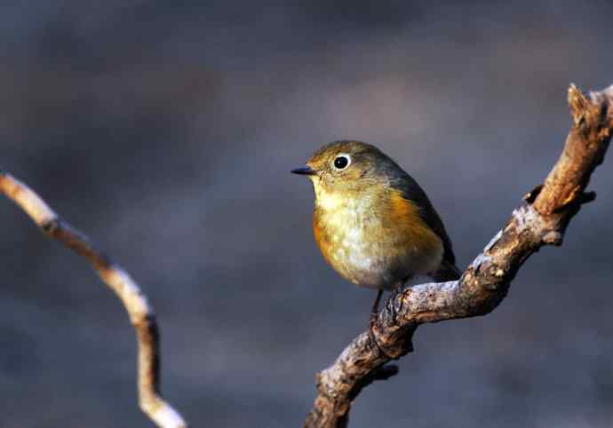 雌性红胁蓝尾鸲(21) 雌性红胁蓝尾鸲(21)