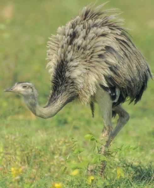 家禽驯化之源之十二 家禽驯化之源之十二